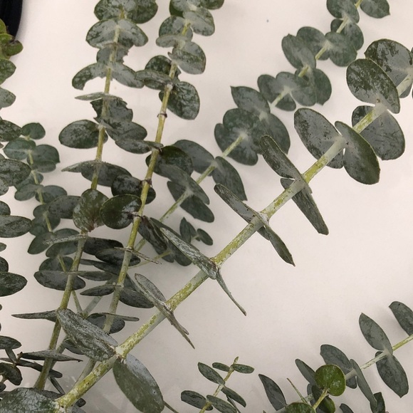 Meet your Posher, Jennifer - Picture 1 of 1